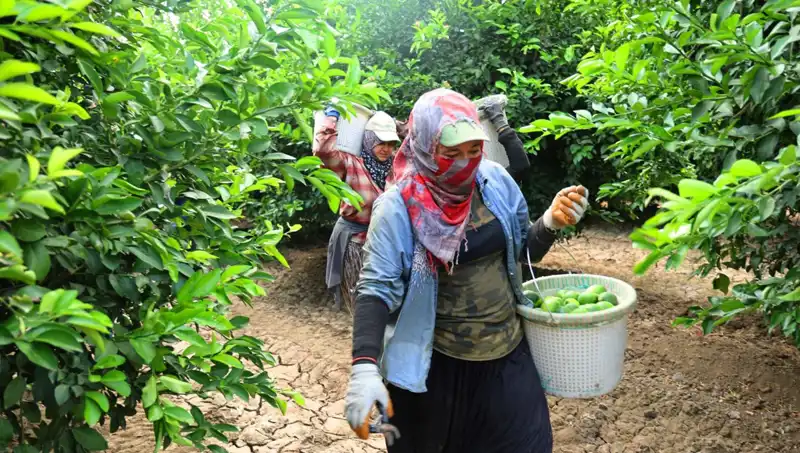 Market Fiyatlarındaki Şok: Kilosu 150 Lirayı Aştı, Yeni Hasat Umut vadediyor!