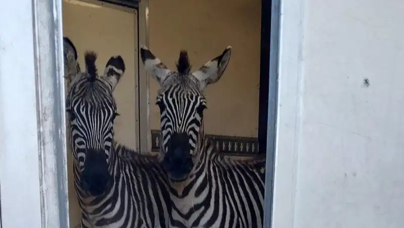 Sınırda Durdurulan Minibüsten Şaşırtan Hayvan Yükü: 2 Zebra, 6 Maymun ve Daha Fazlası