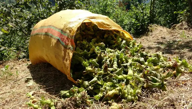 Giresun'da Fındık Hasadı Coşkuyla Başladı: Ürünler Mükemmel Kalitede!