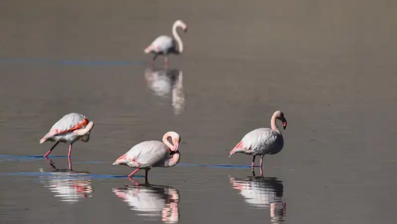 Kuş Cenneti Kuraklıkla Mücadele Ediyor: Flamingoların Sayısı Dikkat Çekici Bir Şekilde Düştü