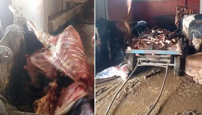 Adana'da Sıra Dışı Olay: 2,5 Ton At Eti ve 4 Kurtarılan At
