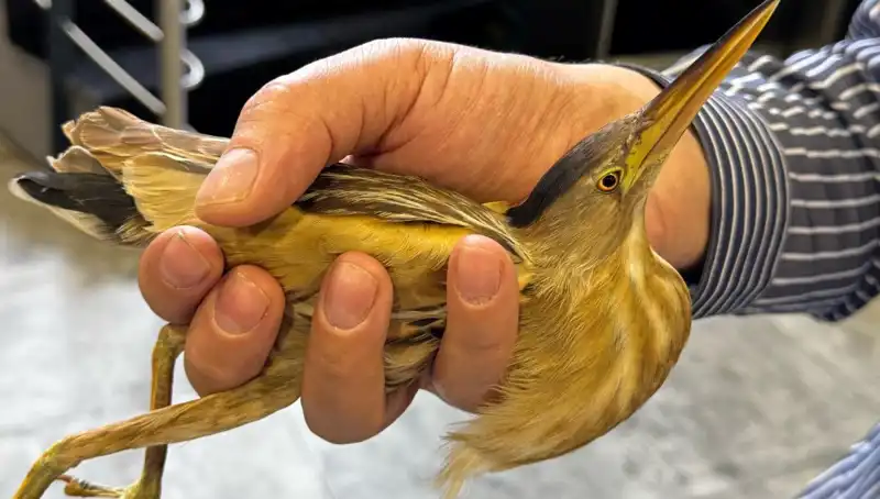 Kayseri'de Nesli Tükenmekte Olan Balaban Kuşu Görüldü: Doğa Koruma Mücadelesi Devam Ediyor