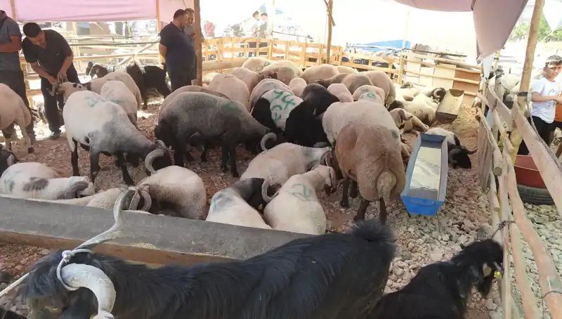Kurban Bayramı'nda Hayvan Pazarları Şenlendi: Ekonomik Canlanma ve Sosyal Etkileşim