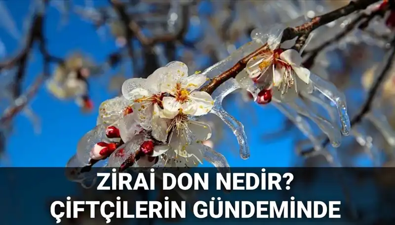 Zirai Don: Çiftçilere Zararı Karşılanacak mı? Hangi İlleri Etkiledi?