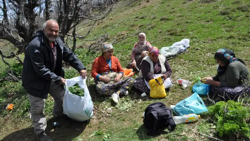Yüzlerce Ailenin Ekonomik Umudu: Kilogramı 250 Lira Değerindeki Doğal Ürün