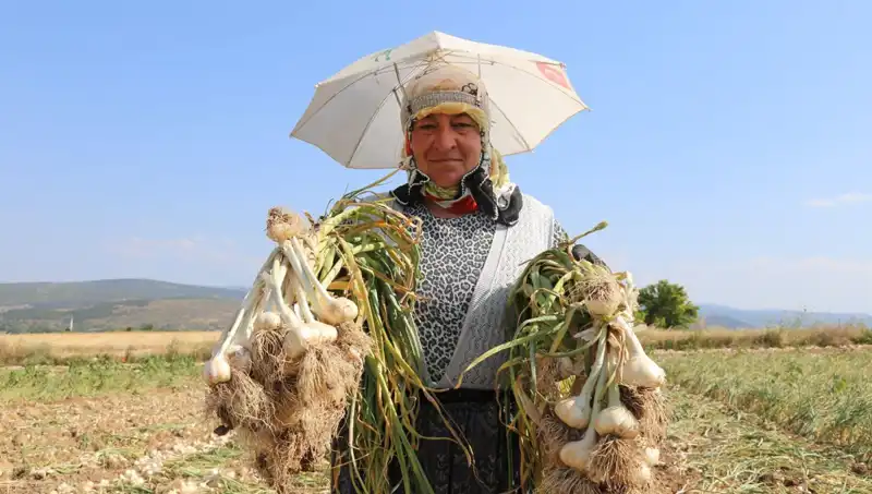 Kavurucu Sıcaklarda Çalışanların Gözünden Günlük 1200 TL Kazanç İsteyişi