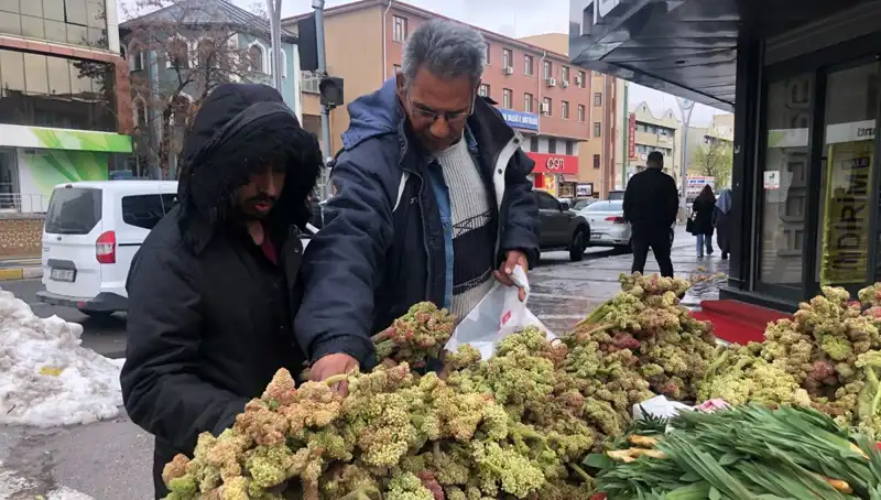 Kendiliğinden Yetişen Bu Bitki, Kanserle Mücadelede Umut Vaadediyor!